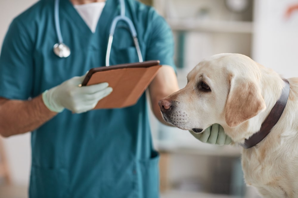 Bilde ar suni pie veterinārārsta