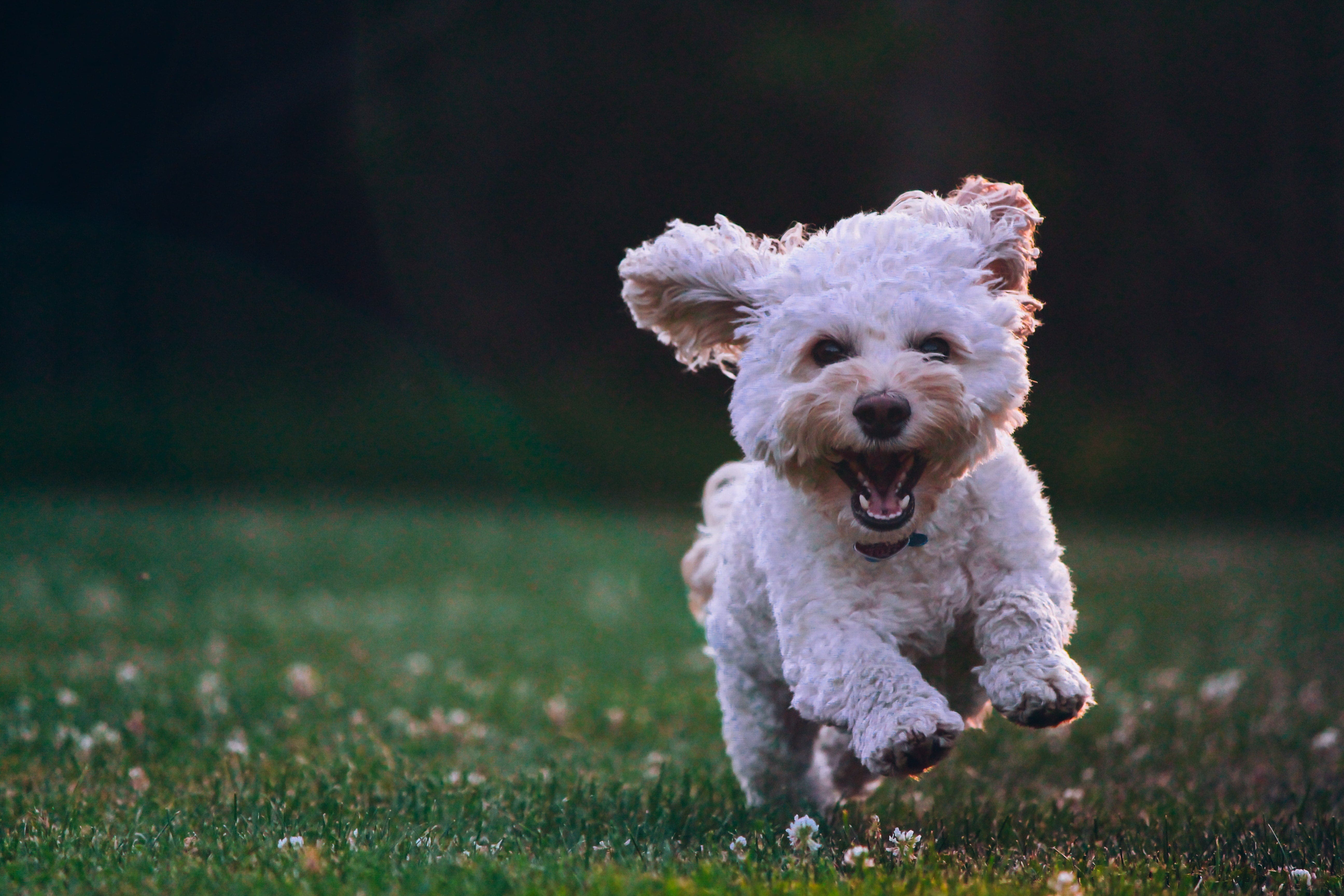 Bilde ar baltu suns, kas skrien pa zaļu zāli.