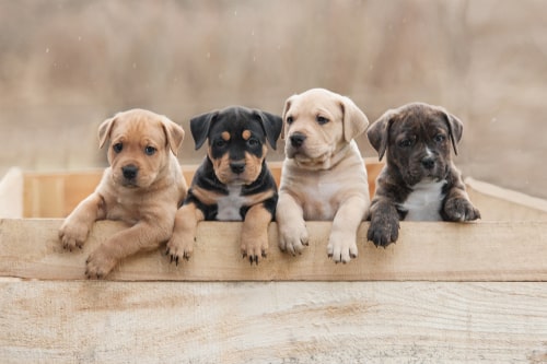 A photo of brown puppies in a box.