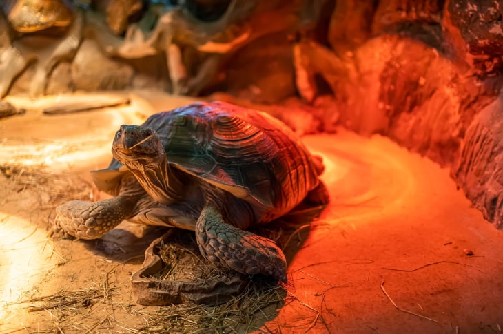Bilde ar sauszemes bruņurupuci