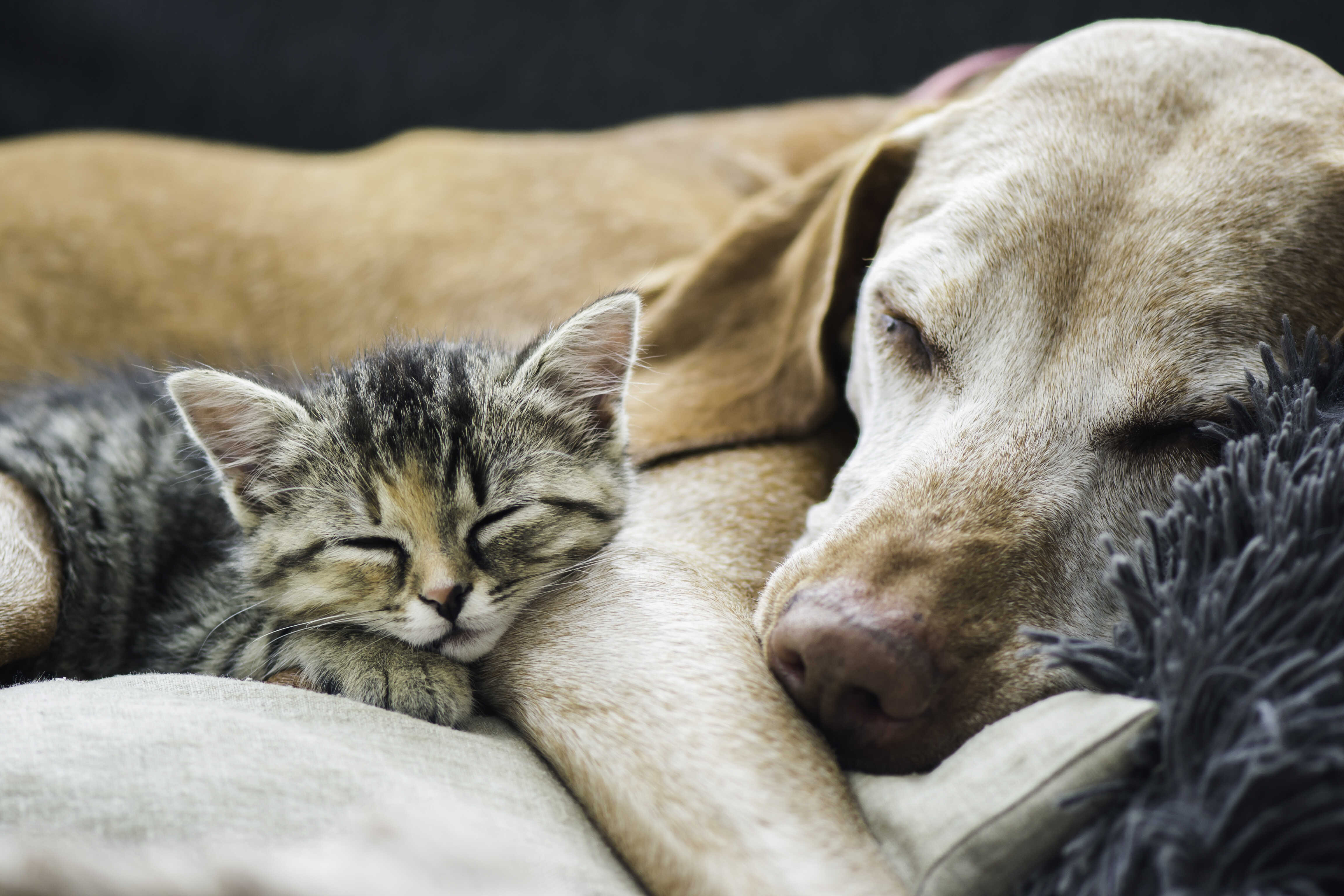 Собака с кошкой. Кошки и собаки. Собака и кошка вместе. Животные спят вместе.
